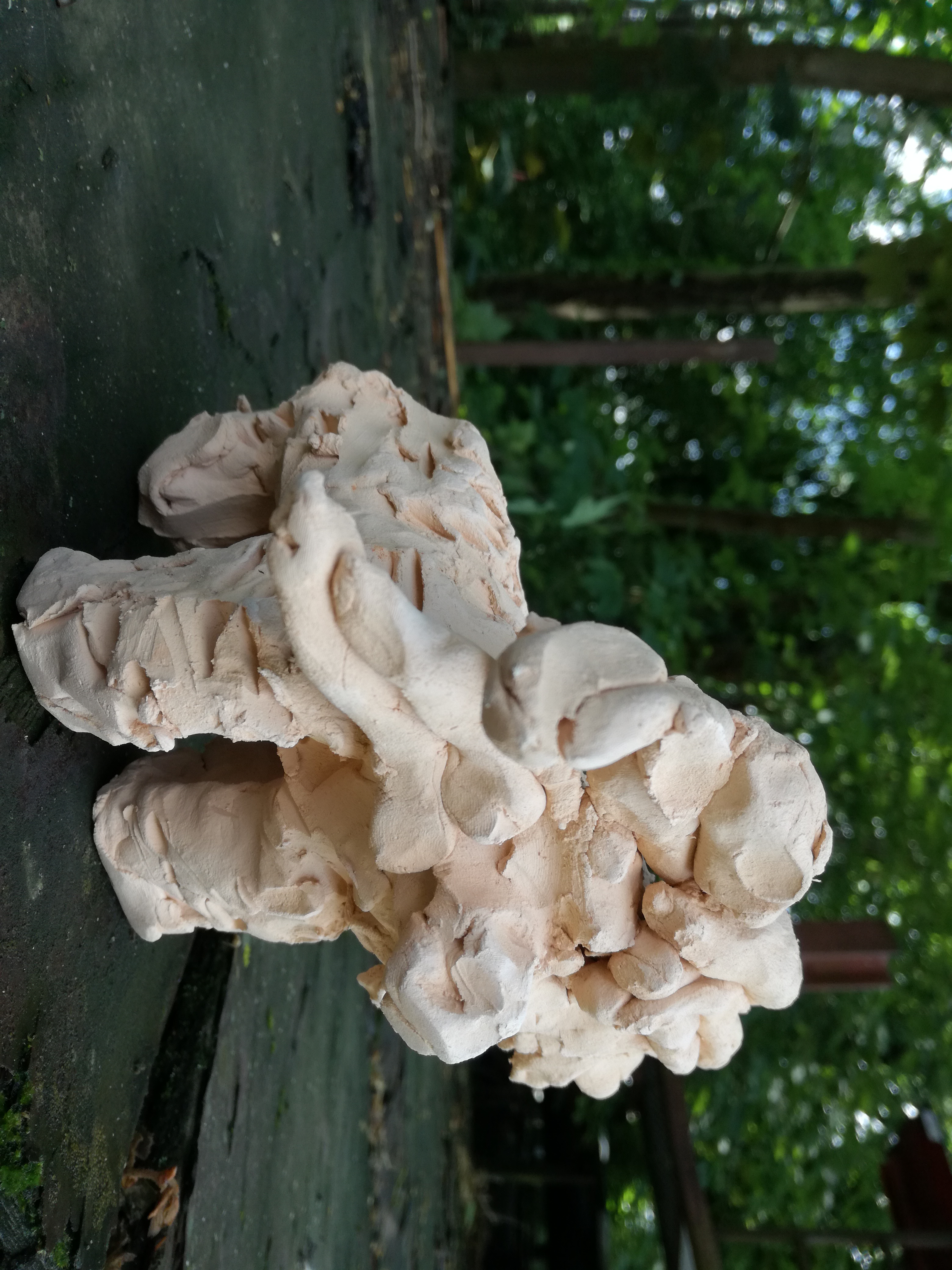 löwe © Katrin Kleinau